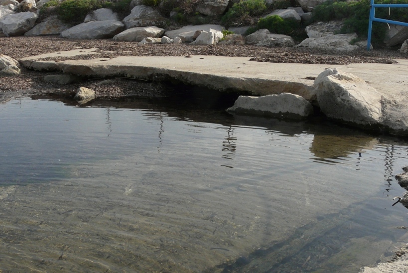 Rio Salivoli (Piombino) - rospi smeraldini in citt!